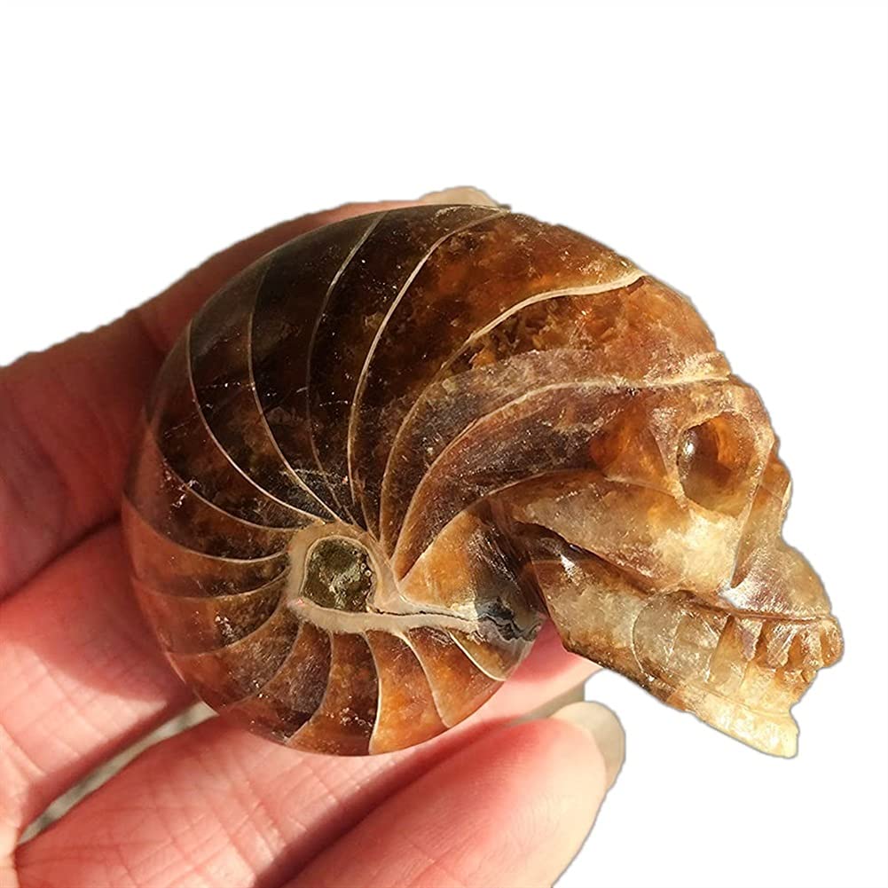 【風格】アンモナイト化石 置物 風格】アンモナイト化石 置物